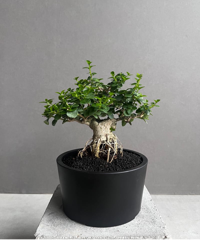 うち” 盆栽 「“UCHI” BONSAI 」77A | SHOUCHIKUEN