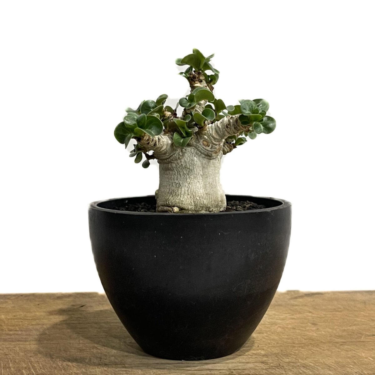 アデニウム　獅子葉　DHA D.H.A(獅子葉) – Hachi-8