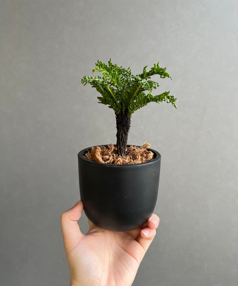 ブレクナム　ギバム　ドワーフ ブレクナム ギッバム ドワーフ 「Blechnum gibbum Dwarf 」100D