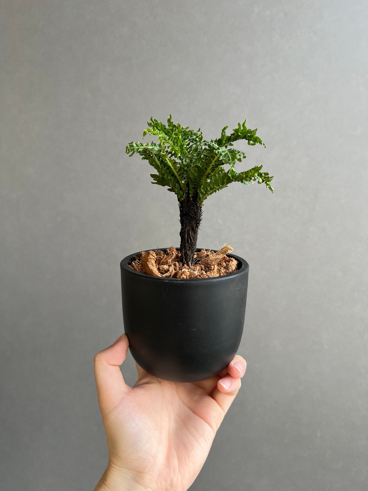 ブレクナム ギッバム ドワーフ ブレクナム ギッバム ドワーフ 「Blechnum gibbum Dwarf 」100D