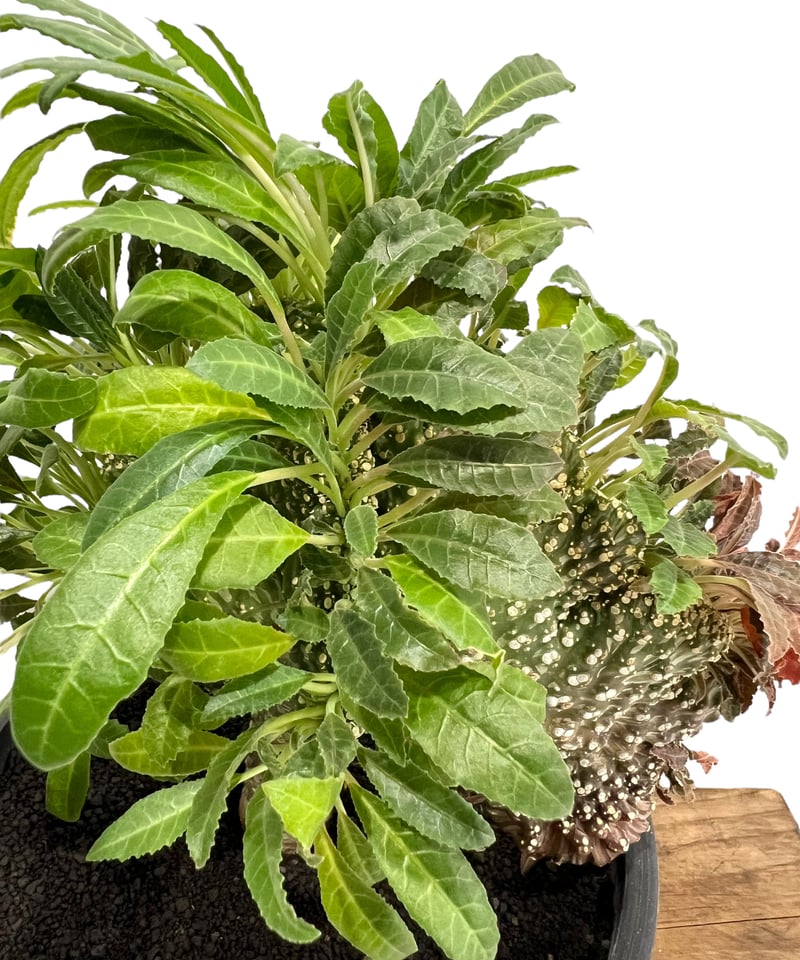 ドルステニア ラブラニー x フォエチダ 綴化「Dorstenia lavrani