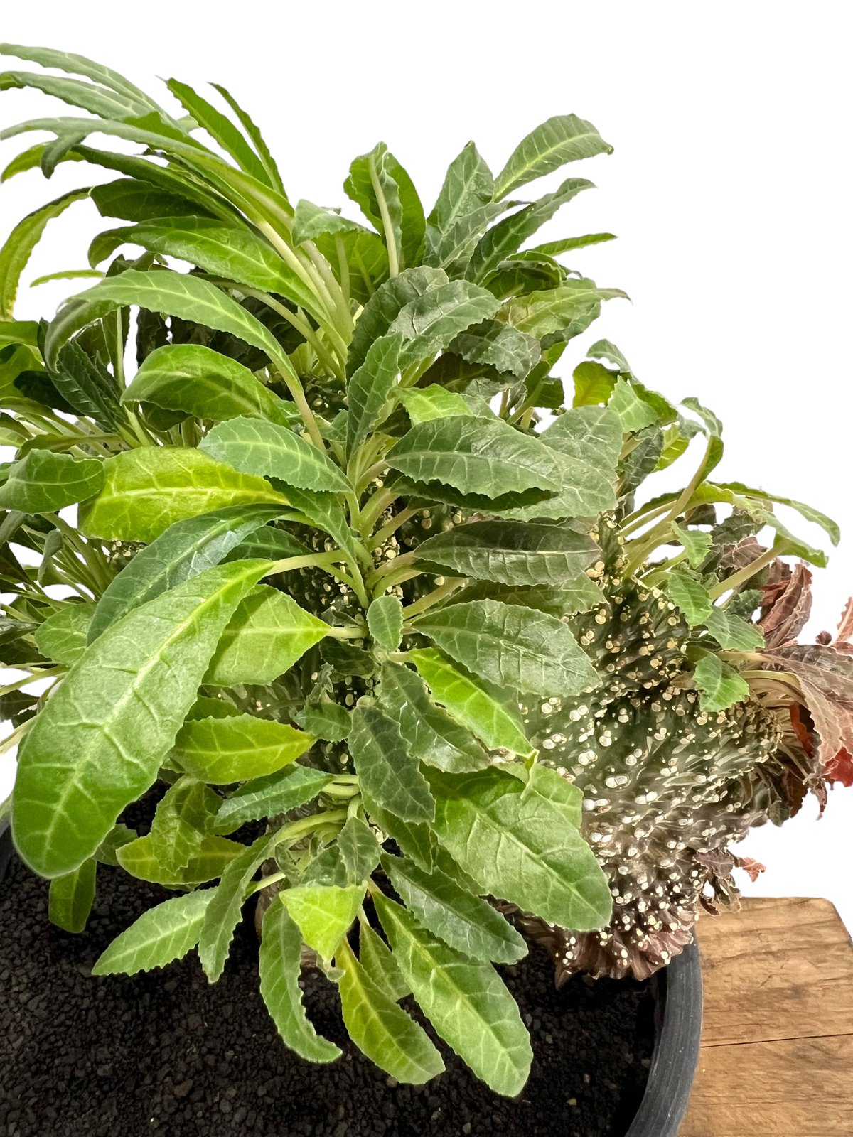 ドルステニア ラブラニー x フォエチダ 綴化「Dorstenia lavrani x foe