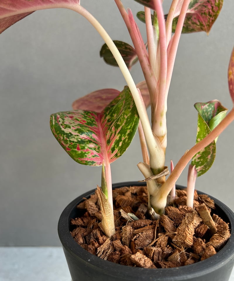 アグラオネマ プラチナム カラット 「Aglaonema Platinum Karat」28I