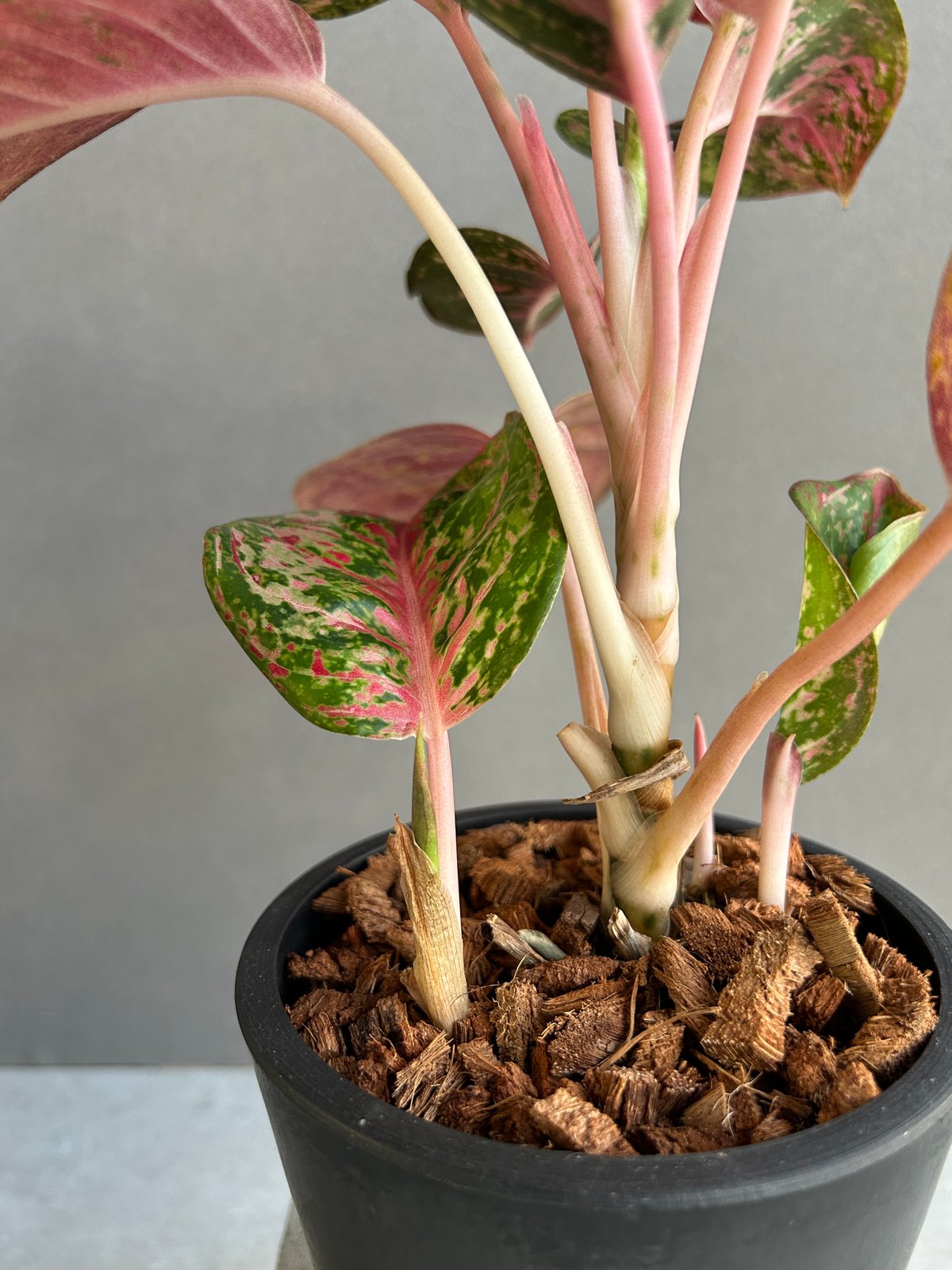 アグラオネマ プラチナム カラット 「Aglaonema Platinum Karat」28I