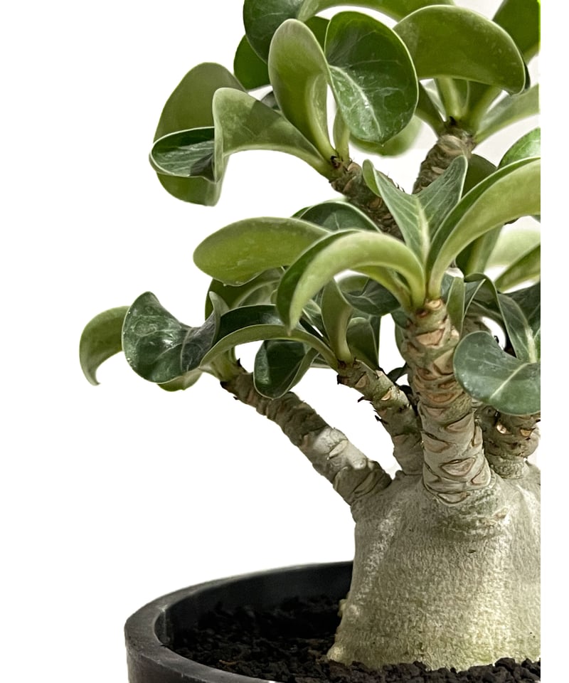 アデニウム　獅子葉　DHA アデニウム D.H.A 獅子葉2 | STELLA.PLANTS