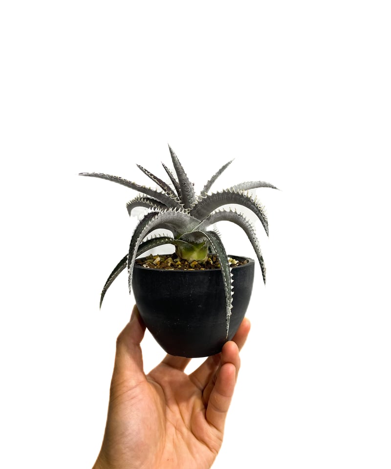 Dyckia Obsidian ふさわしい x macedoi#3 Panusディッキア