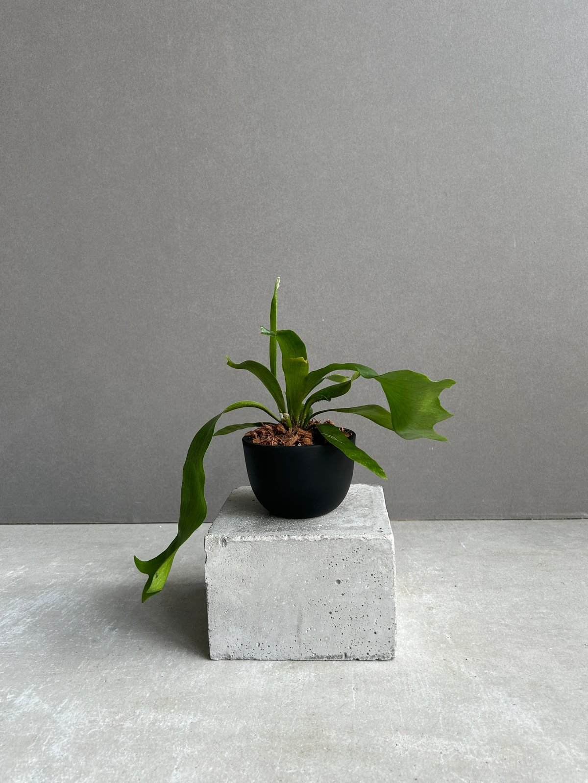 GP ビカクシダ ゴースト ハンズ　 P.Ghost Hands GP ビカクシダ ゴースト ハンズ P.Ghost Hands GP ビカクシダ