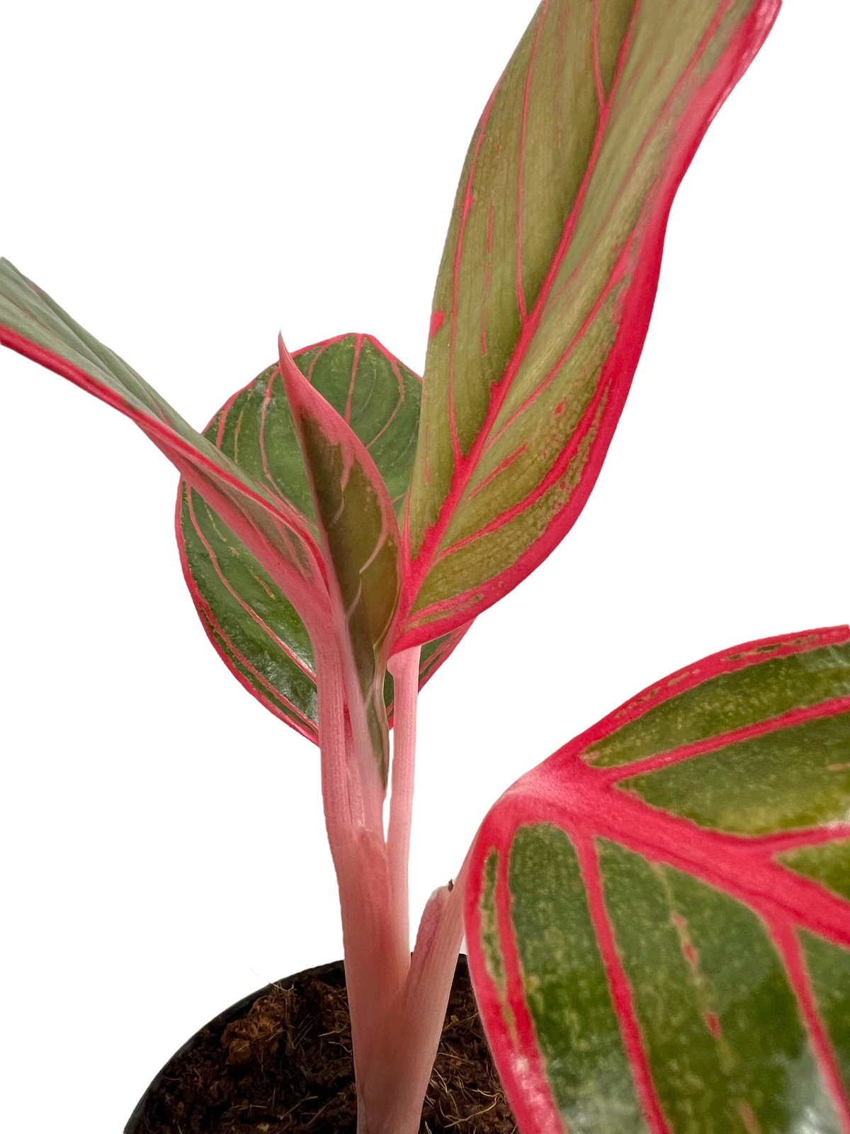 アグラオネマ リップスティック カンザ 「Aglaonema Lipstick Khanza」