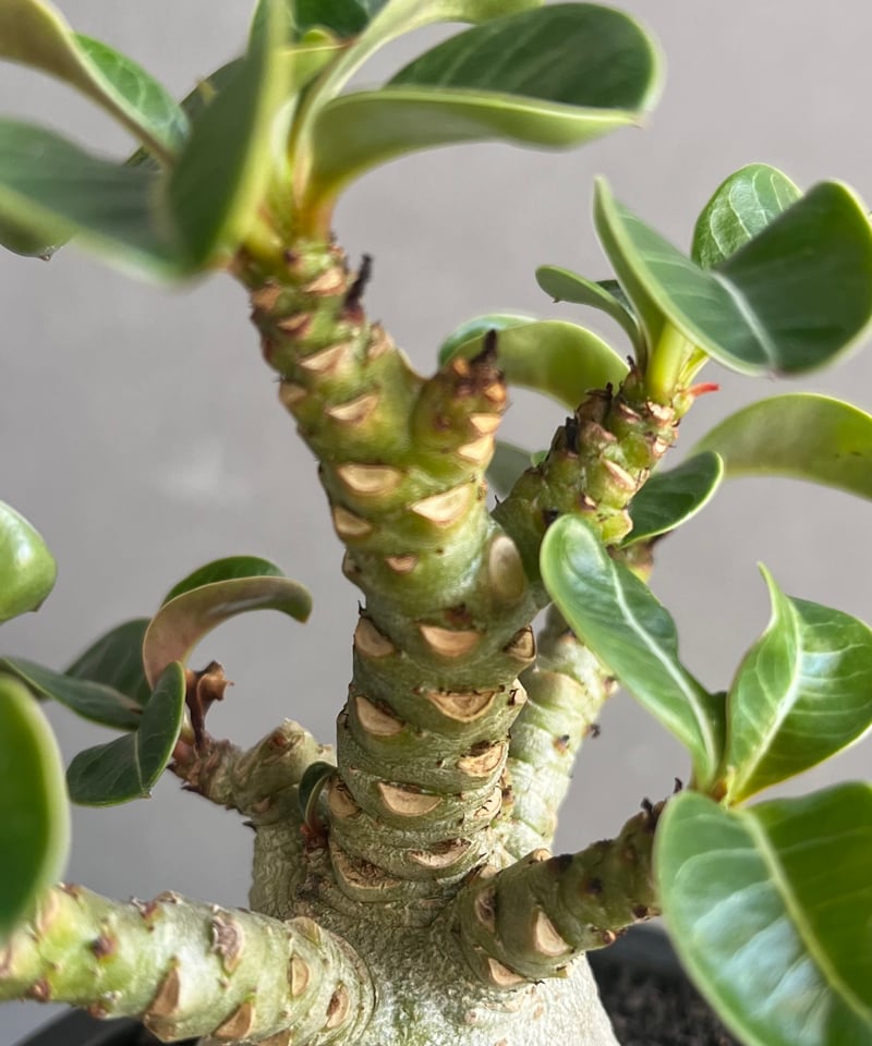 アデニウム D.H.A (獅子葉) “選抜個体” 「Adenium D.H.A (Dorset アデニウム D.H.A (獅子葉) “選抜個体” 「Adenium D.H.A (Dorset