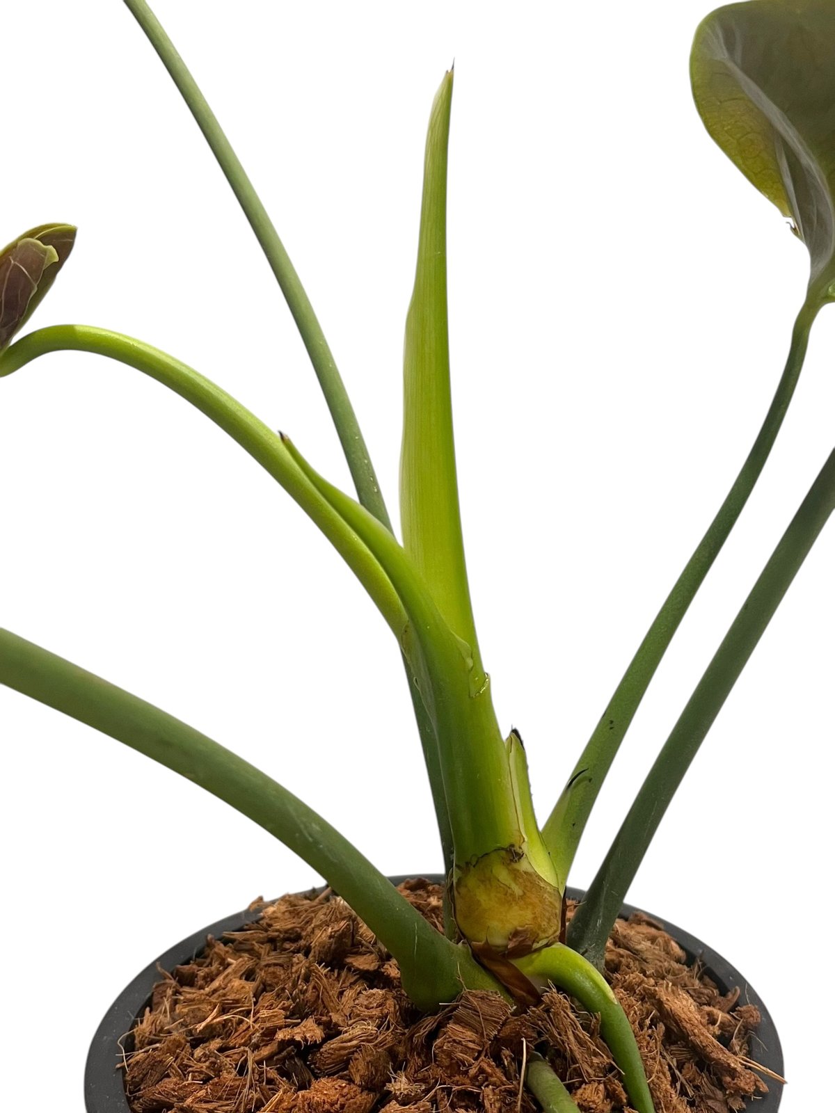 アンスリウム ベイチー 「Anthurium veitchii 」82V | SHOUCHIKUEN アンスリウム ベイチー 「Anthurium veitchii 」82V | SHOUCHIKUEN