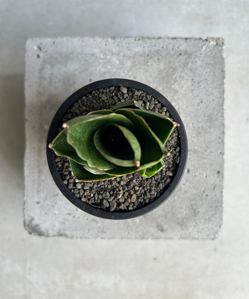 サンセベリア ベンジャロン「Sansevieria Benjarong (by Unyaman