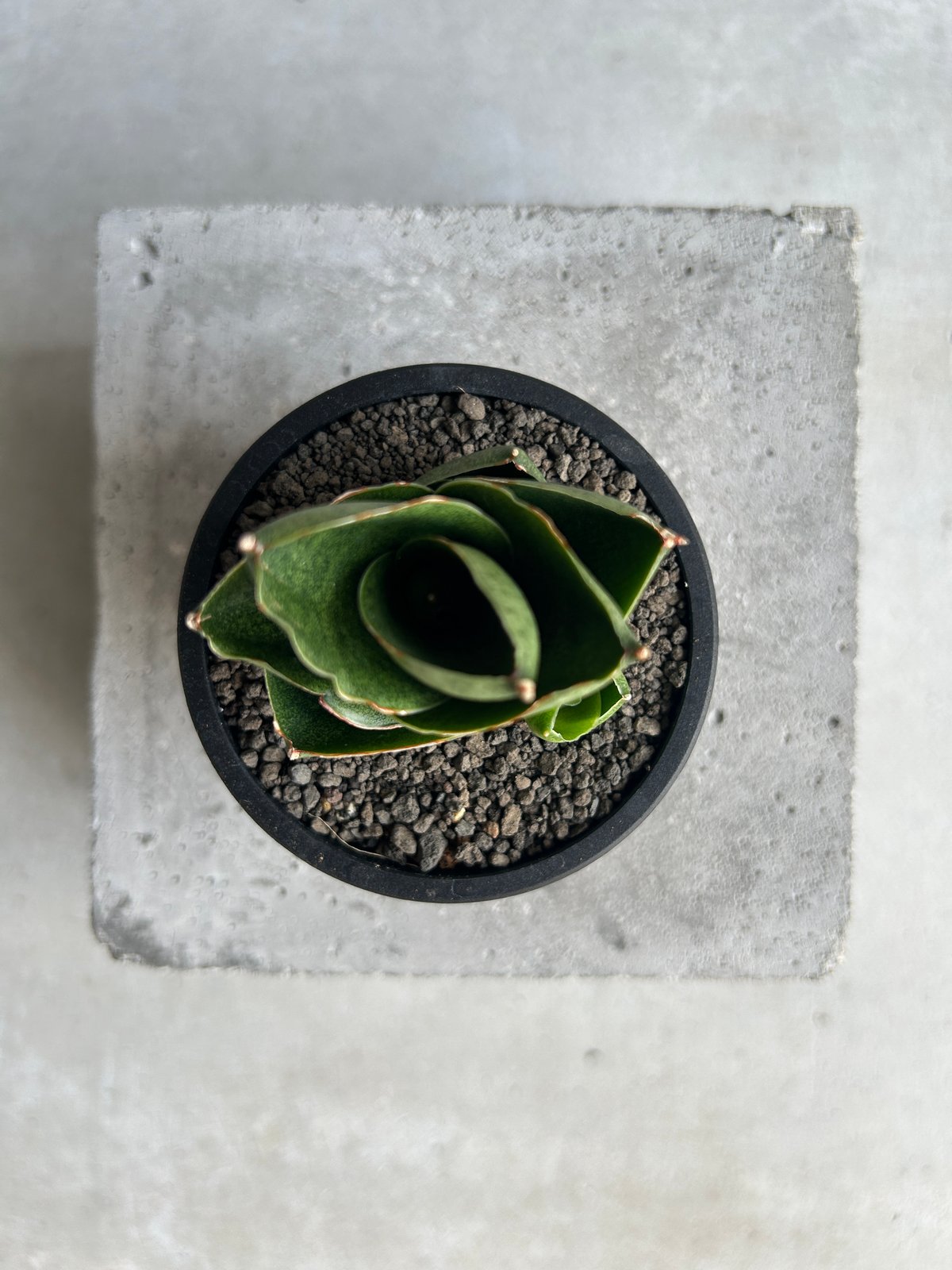 サンセベリア ベンジャロン「Sansevieria Benjarong (by Unyaman