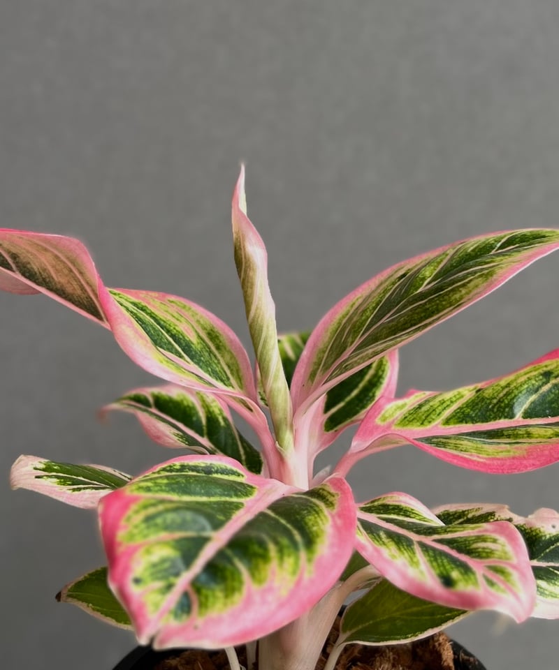 アグラオネマ ロータス デライト 「Aglaonema Lotus Delight