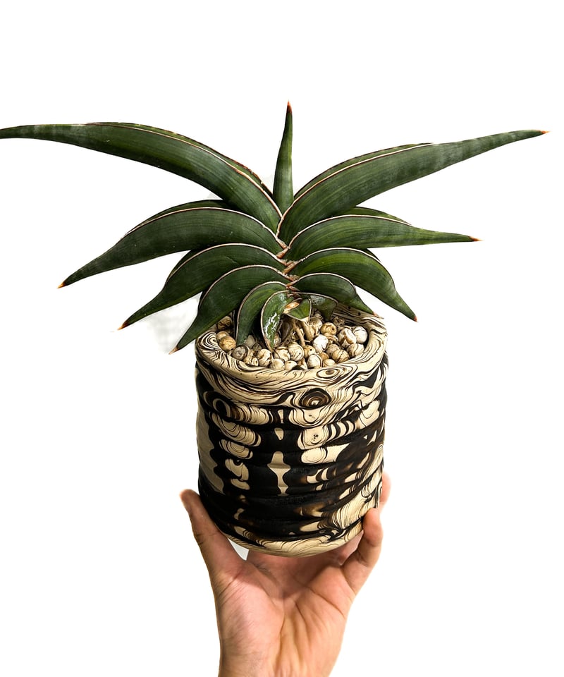 サンセベリア ロリダ 斑入り＋pmp 「Sansevieria rorida var.」11/