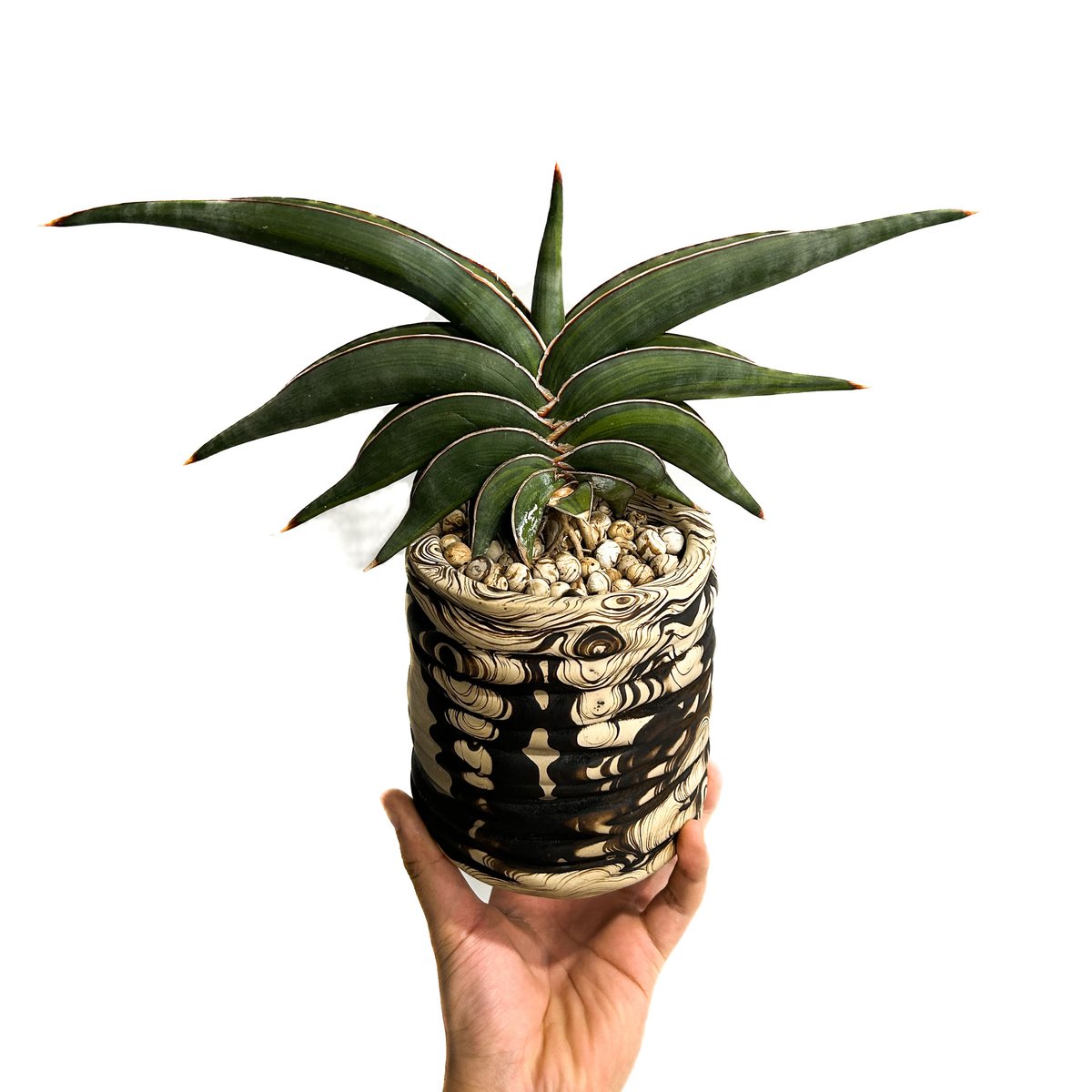 サンセベリア ロリダ 斑入り＋pmp 「Sansevieria rorida var.」11/