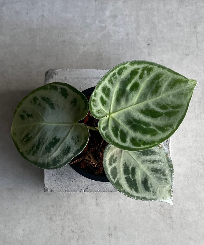 アンスリウム ドラヤキ シルバー 「Anthurium Dorayaki Silver」88Z