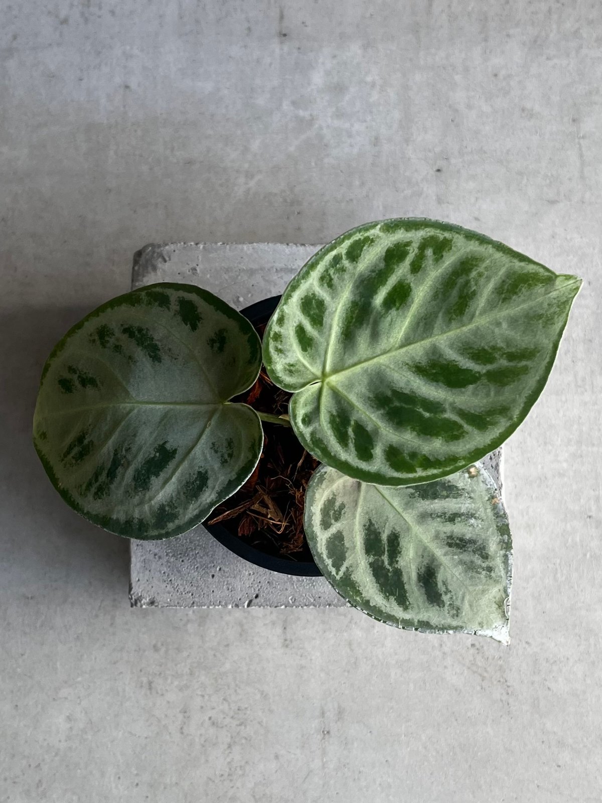 アンスリウム ドラヤキ シルバー 「Anthurium Dorayaki Silver」88Z