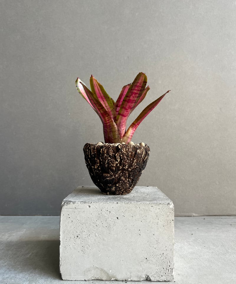 ネオレゲリア アベンチュラ + plantsmonsters pot 「Neoregelia