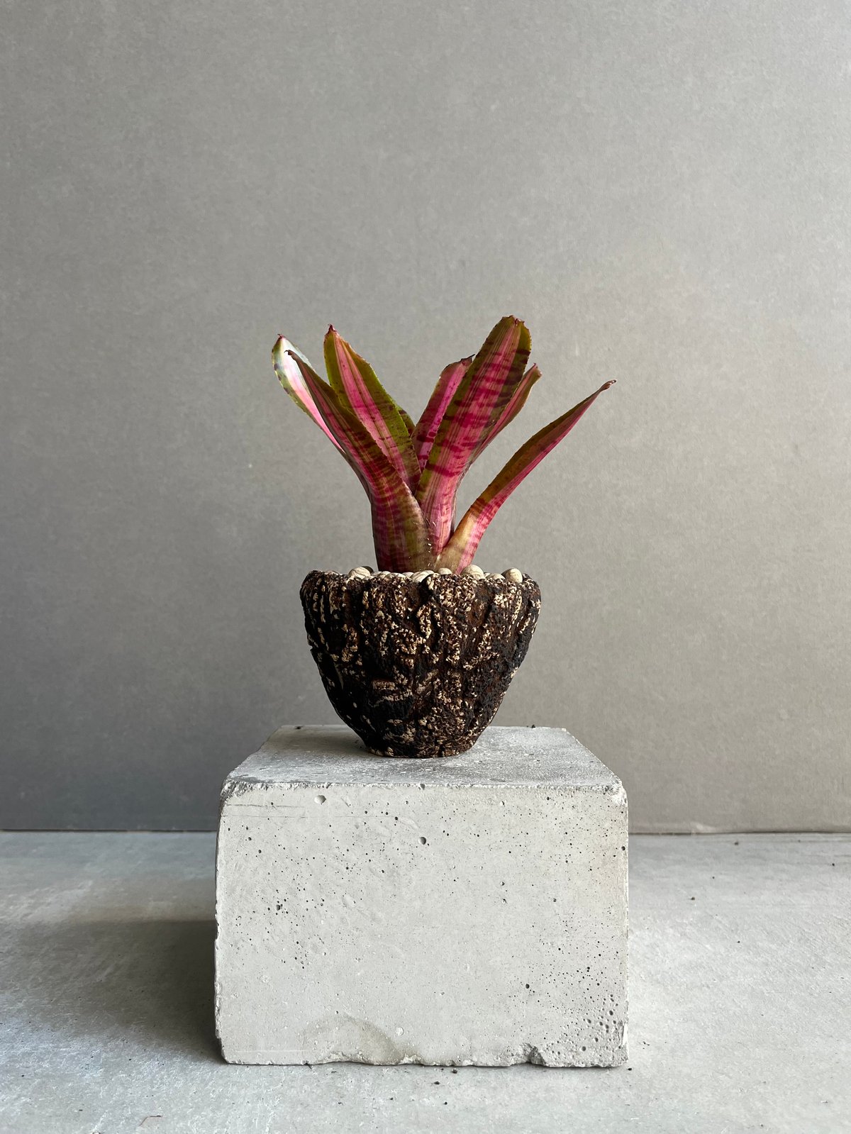 ネオレゲリア アベンチュラ + plantsmonsters pot 「Neoregelia
