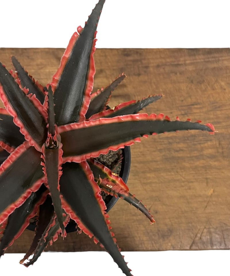 極上　アロエ　ハイブリッド　aloe hybrid アロエハイブリッド アロエ ハイブリッド【Aloe hybrid】010 – linkplants -リンク
