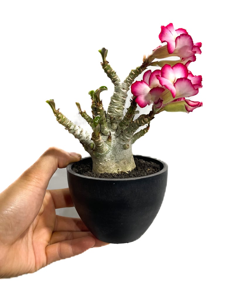 【レア/獅子葉/アデニウム/ブラックスキン】 DHA - A アデニウム D.H.A 獅子葉 5 | STELLA.PLANTS