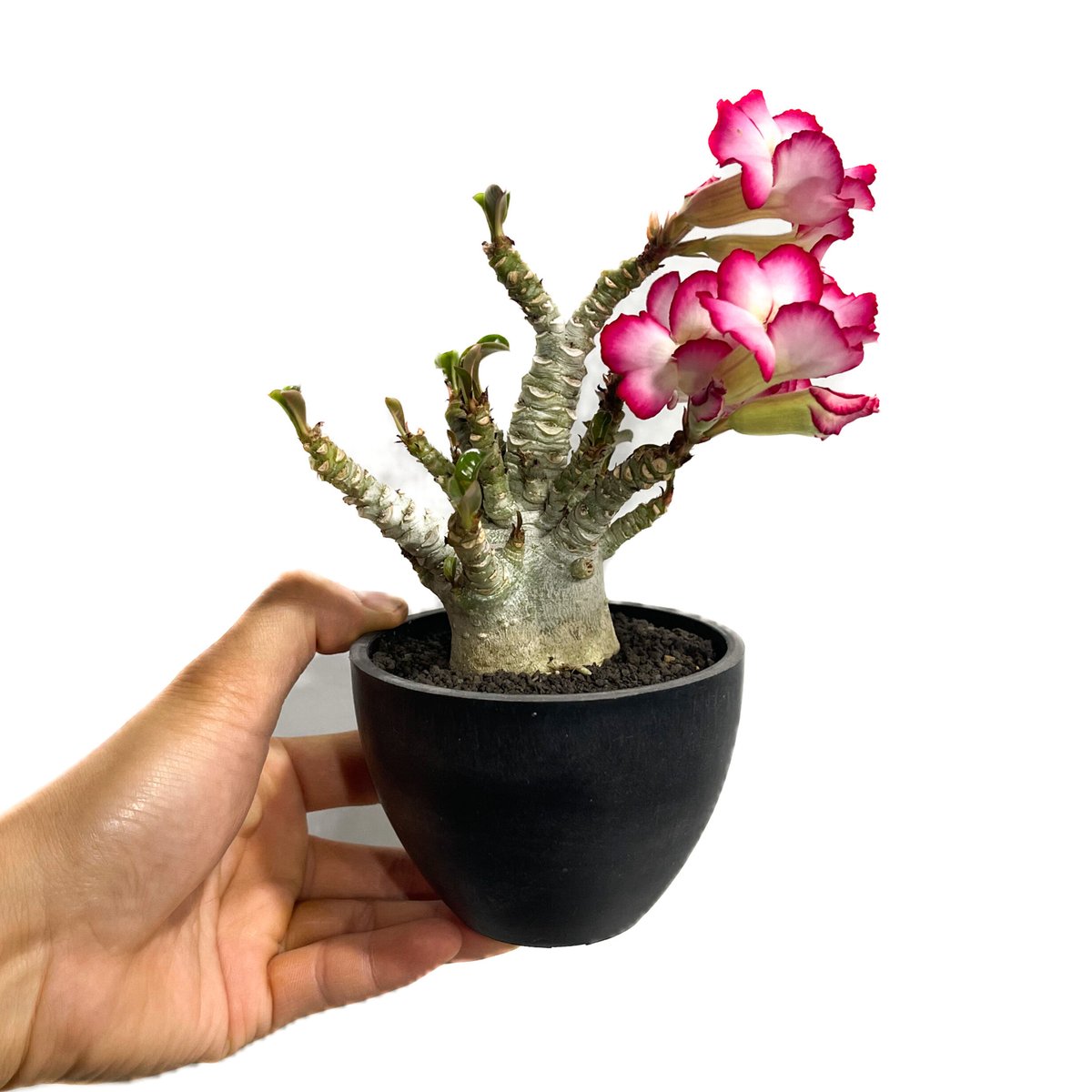 アデニウム D.H.A (獅子葉) 「Adenium D.H.A」6/7-731 | SHO