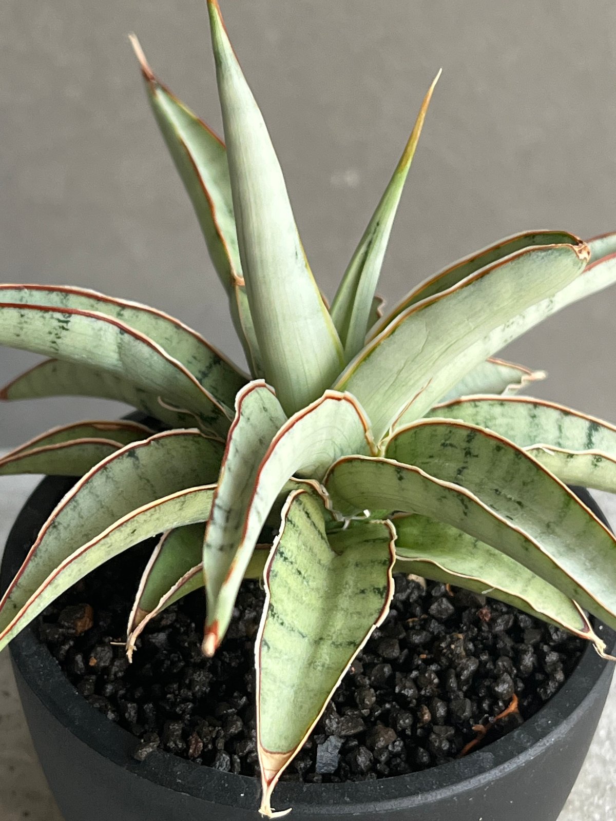 サンセベリア モスキート 「Sansevieria Mosquito」54N | SHOUCH