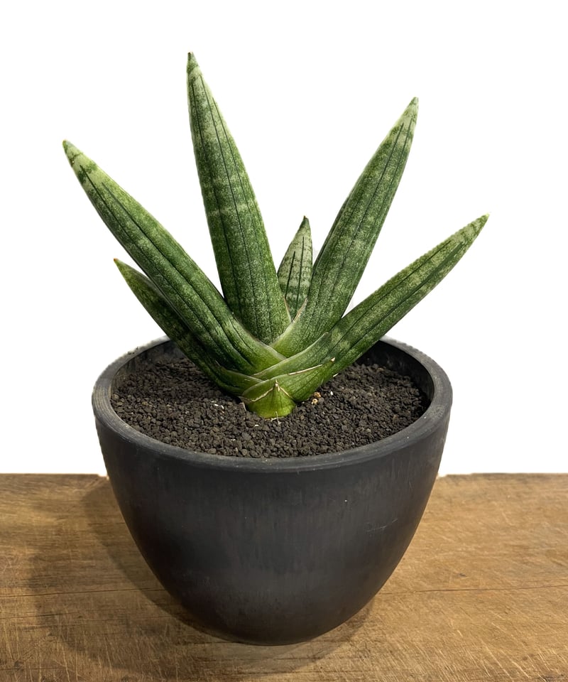 サンセベリア ミーナ「Sansevieria Meena」900-1 | SHOUCHIKUEN