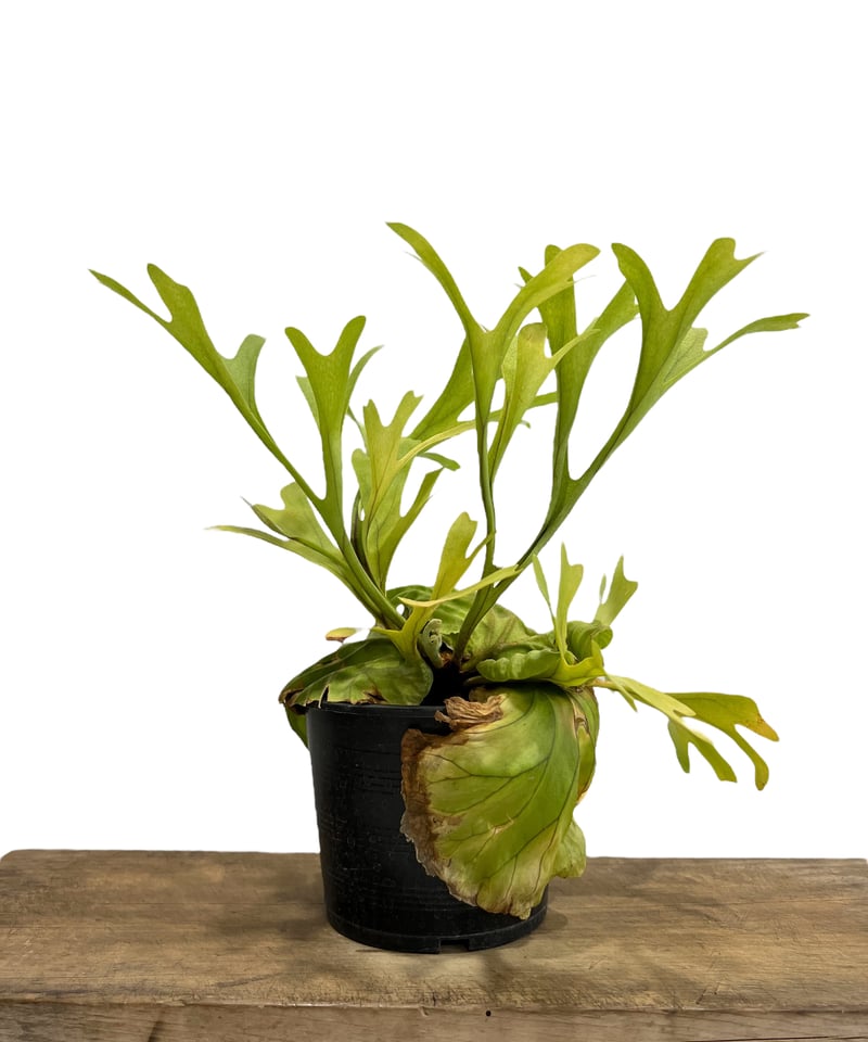 ビカクシダ リドレイ(by ヌクル) 「Platycerium ridleyi (by Nuk