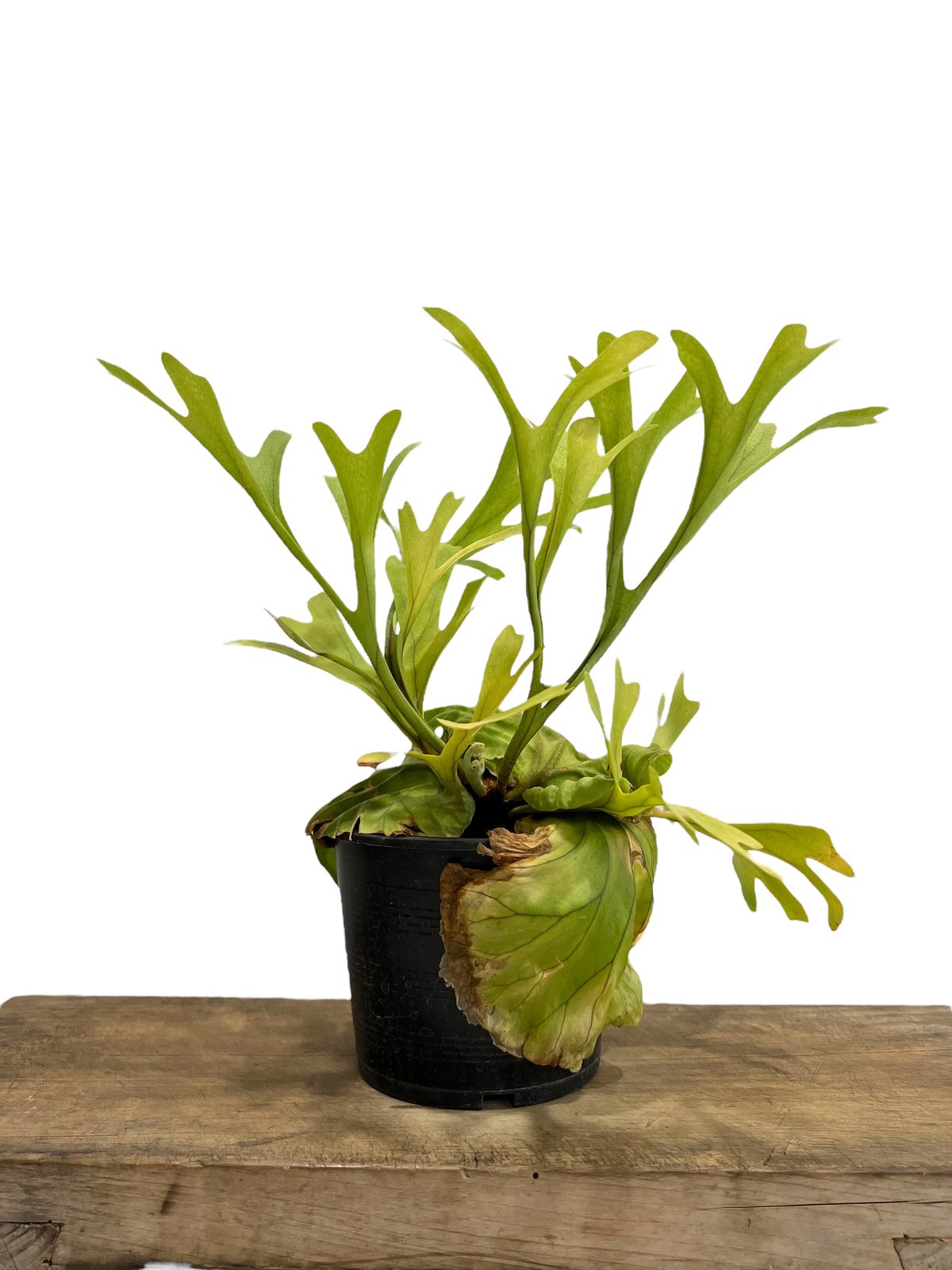 ビカクシダ　リドレイ ビカクシダ リドレイ Platycerium ridleyi コウモリラン