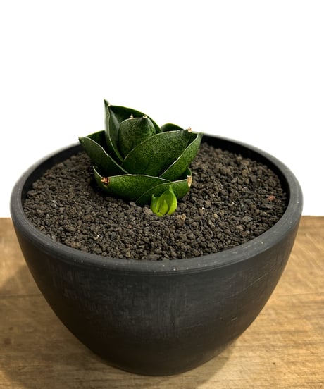 CATEGORY 80,001円～100,000円 | SHOUCHIKUEN