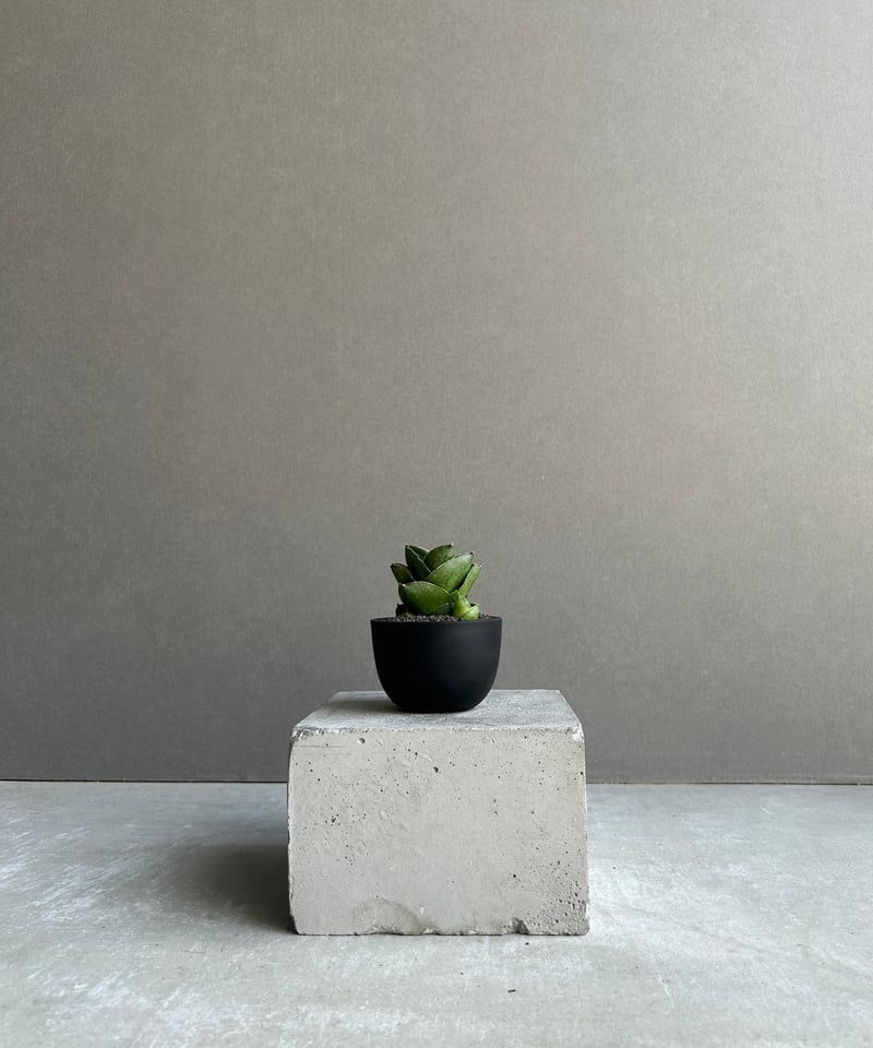 サンセベリア ベンジャロン「Sansevieria Benjarong (by Unyaman