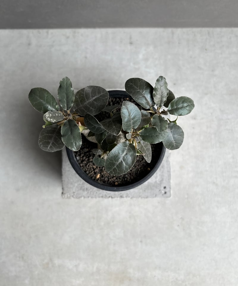 ドルステニア フォエチダ “多頭タイプ” 「Dorstenia foetida」10E | S