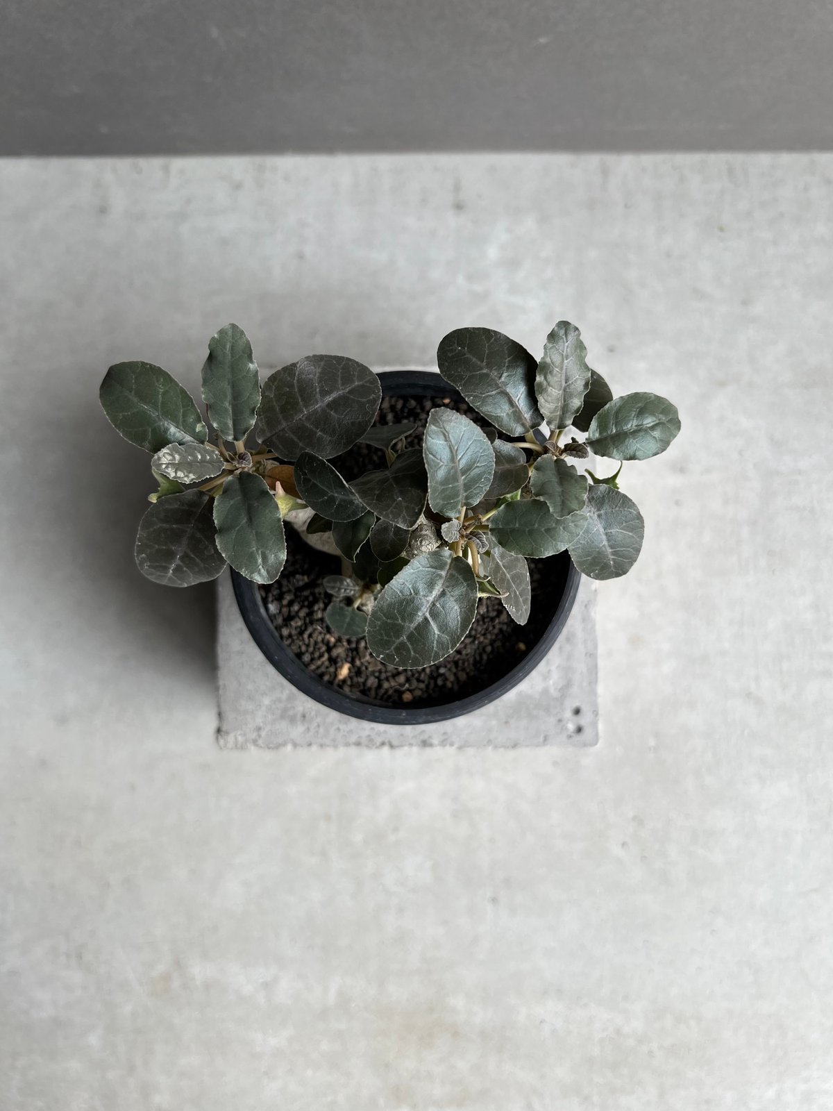 ドルステニア フォエチダ “多頭タイプ” 「Dorstenia foetida」10E | S ドルステニア フォエチダ “多頭タイプ” 「Dorstenia foetida」10E | S