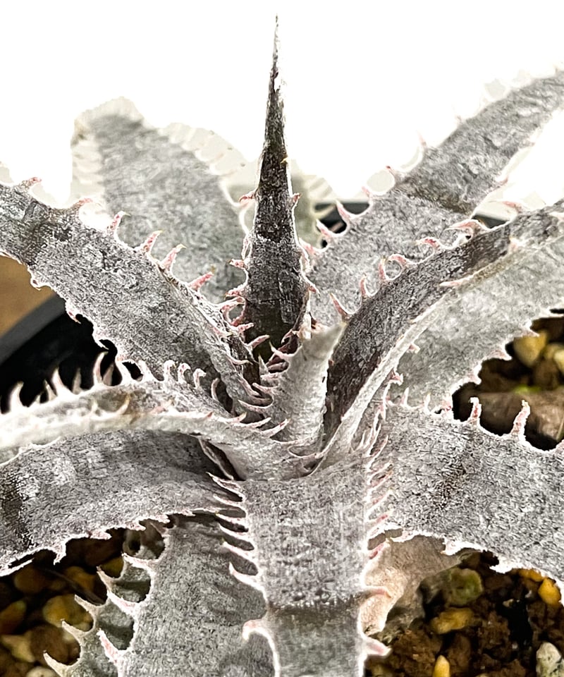 ディッキア ワーレン×マーキュリー「Dyckia Warren × Mercury」6E-2