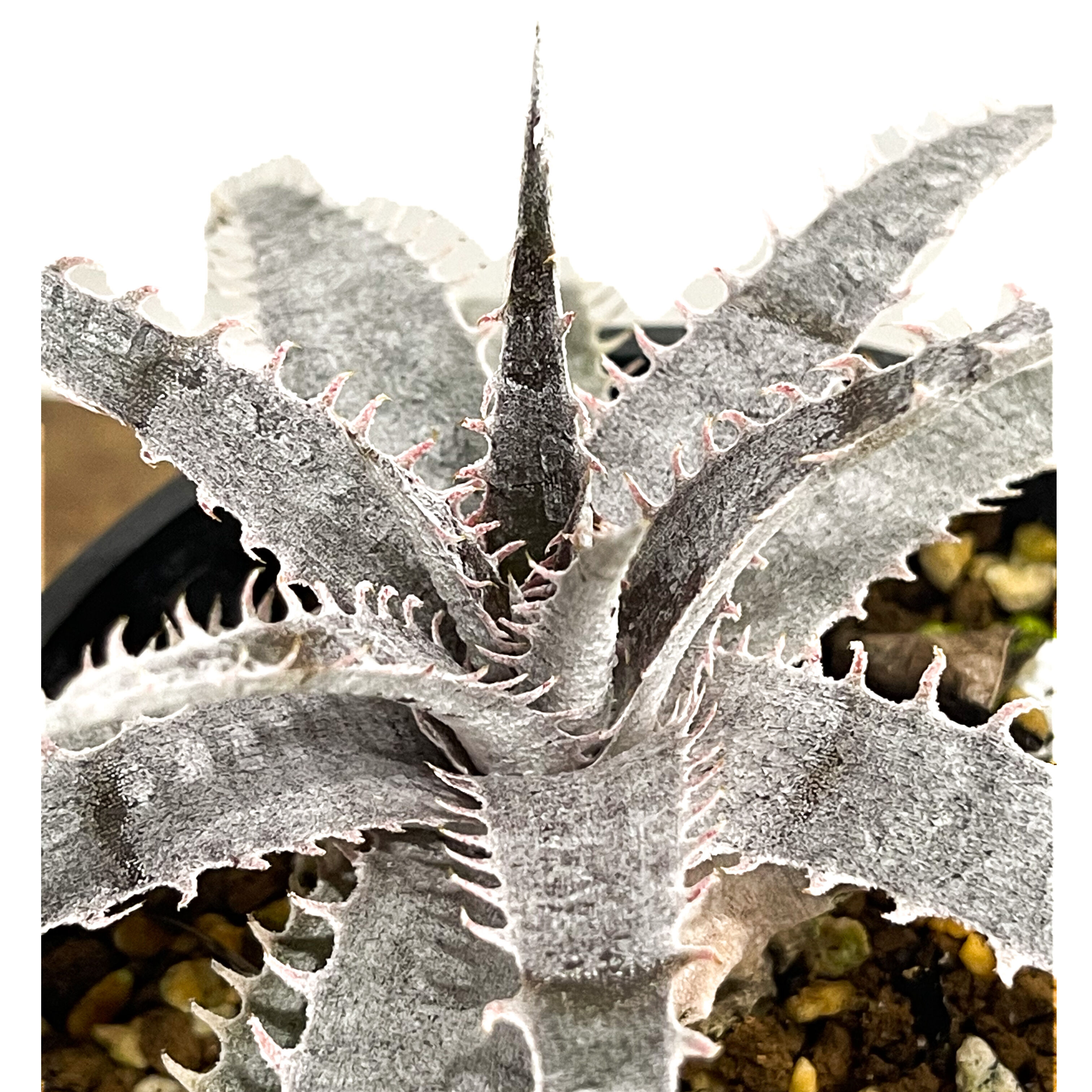 ディッキア ワーレン×マーキュリー「Dyckia Warren × Mercury」6E-2