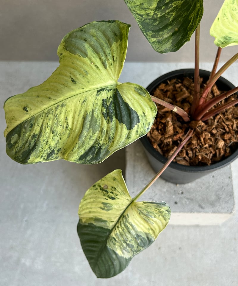 ホマロメナ sp. レッド ステム 斑入「Homalomena sp. Red Stem Va