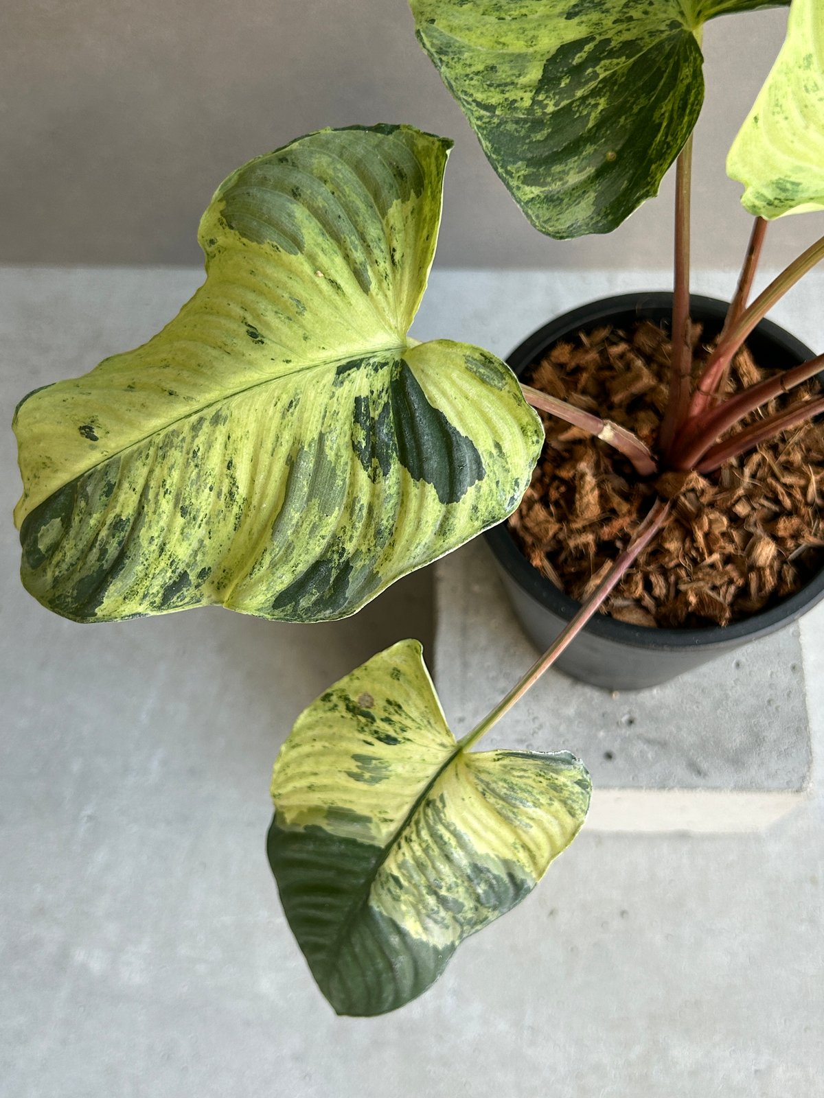 ホマロメナ sp. レッド ステム 斑入「Homalomena sp. Red Stem Va