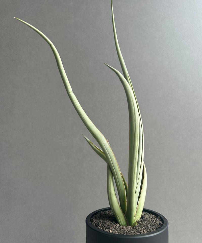 サンセベリア シルバー スパイラル「Sansevieria Silver Spiral (f