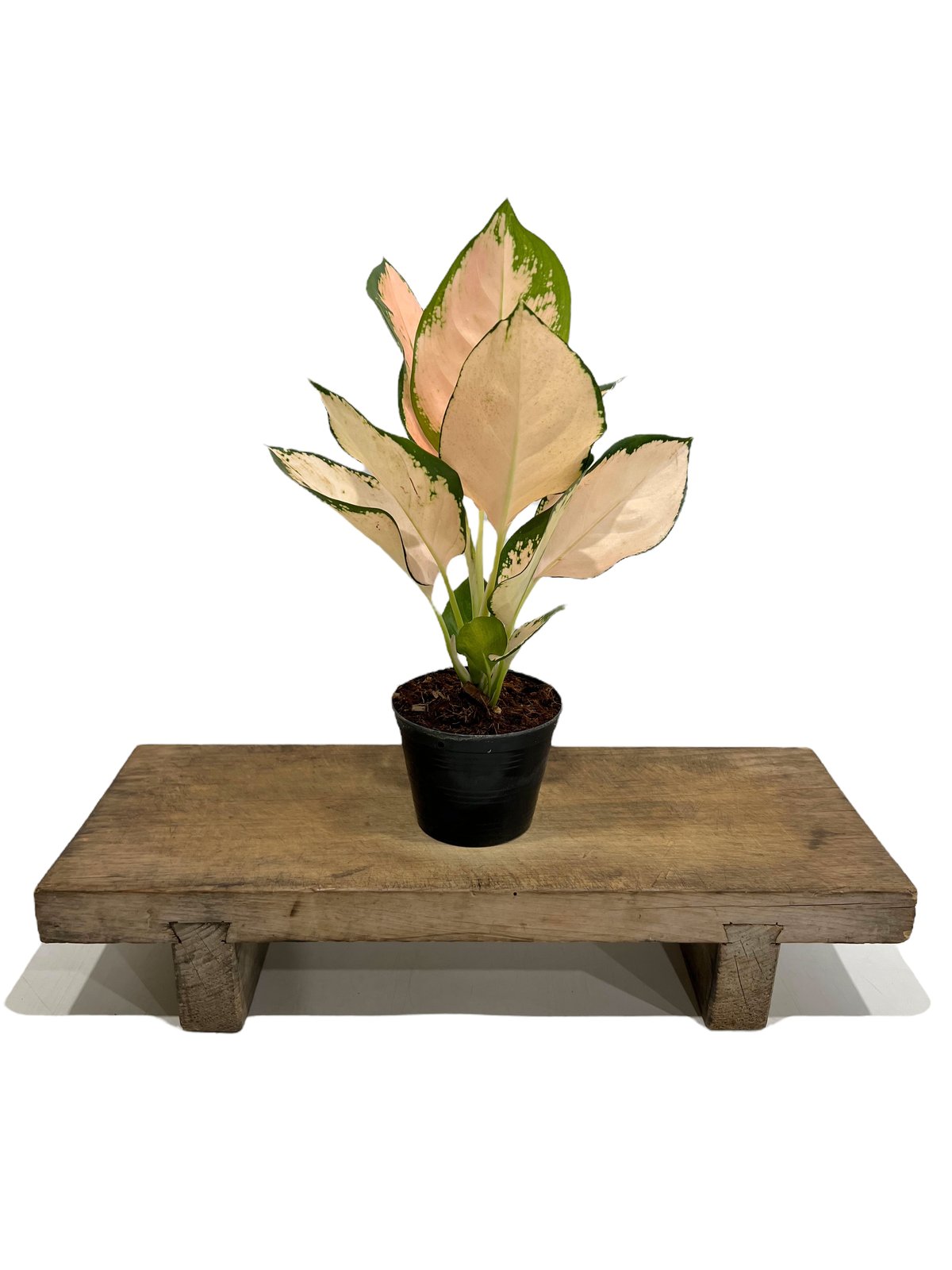 希少　無機質用土　大株　アグラオネマ　コーチンピーチ　４号 希少 無機質用土 大株 アグラオネマ コーチンピーチ 4号 - メルカリ