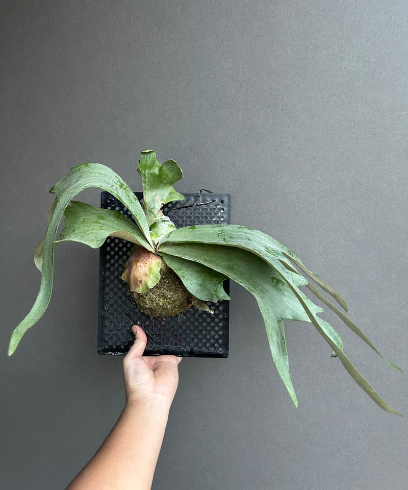 ビカクシダ ウィリンキー cv. I ツビッキー 18「Platycerium