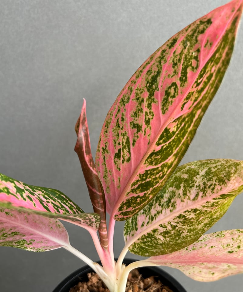 アグラオネマ タマラ 「Aglaonema Tamara」76F | SHOUCHIKUEN