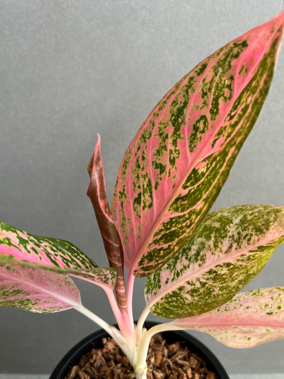 アグラオネマ タマラ 「Aglaonema Tamara」76F | SHOUCHIKUEN
