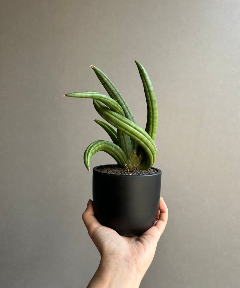 サンセベリア アンヤマニー ハイブリッド “トルネード”「Sansevieria