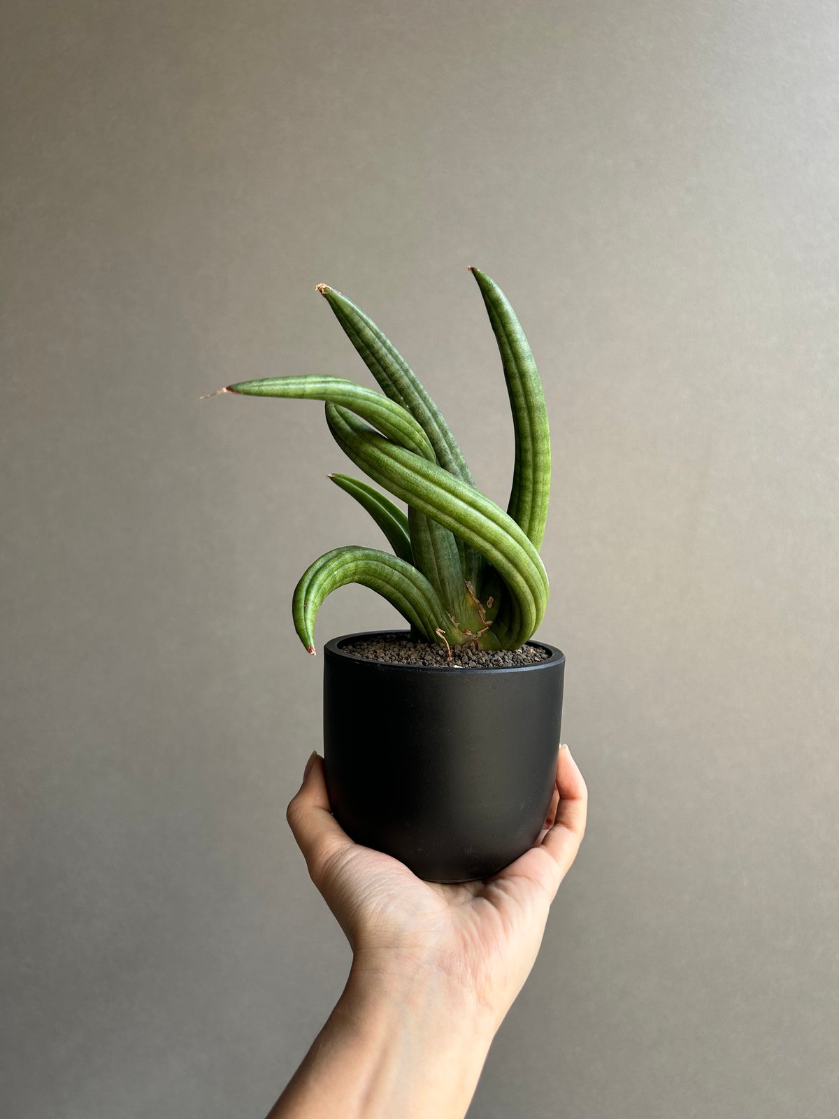 サンセベリア アンヤマニー ハイブリッド “トルネード”「Sansevieria