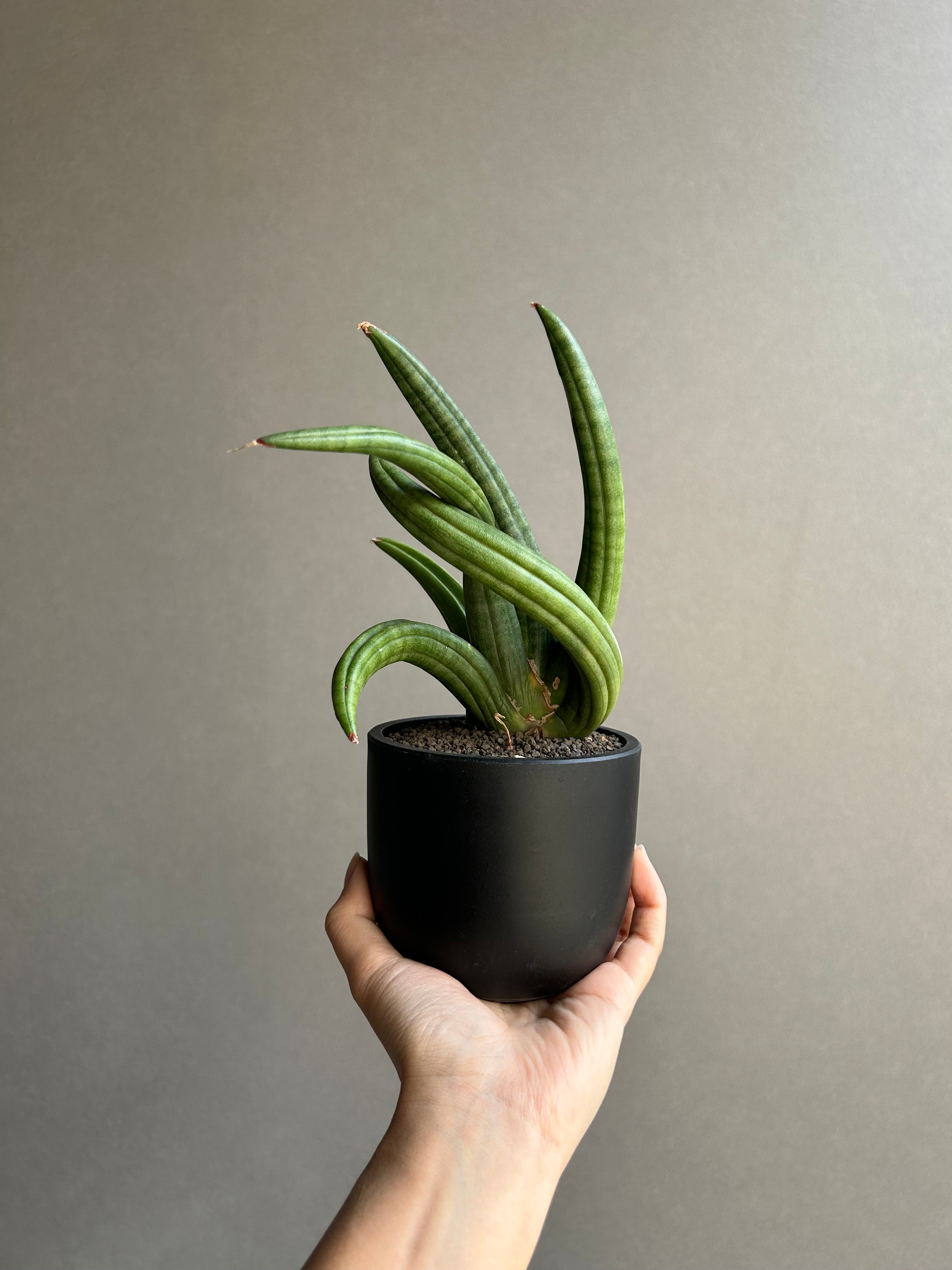 サンセベリア アンヤマニー ハイブリッド “トルネード”「Sansevieria