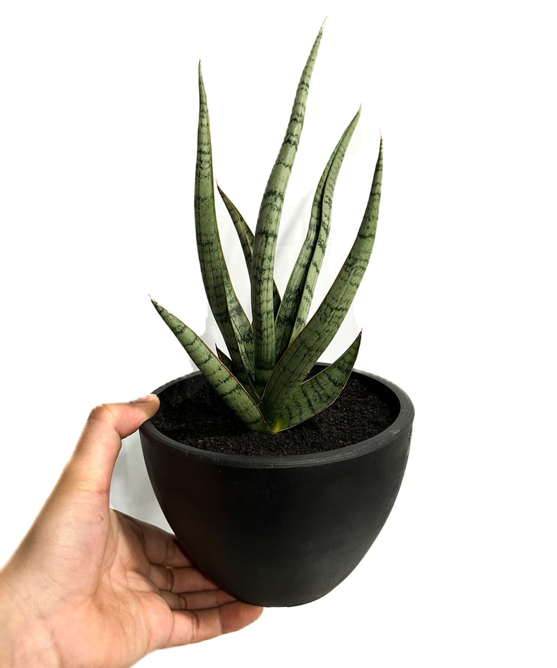 サンセベリア コヨーテ 「Sansevieria Coyote」3/16-110 | SHOU