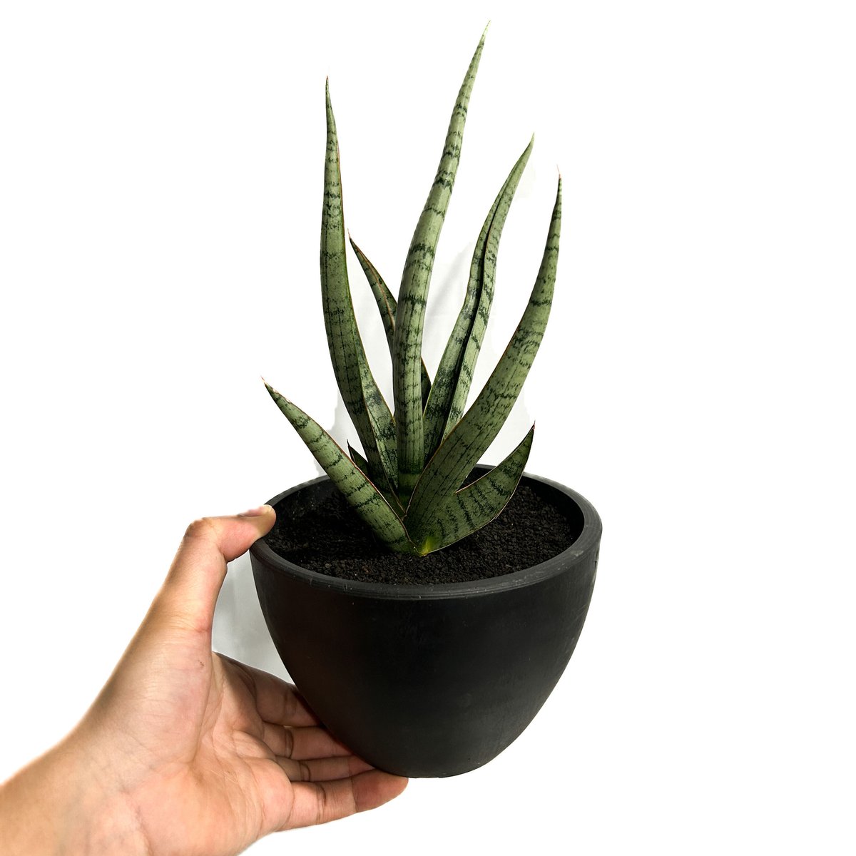 サンスベリア・コヨーテ サンセベリア コヨーテ 「Sansevieria Coyote」3/16-110 | SHOU