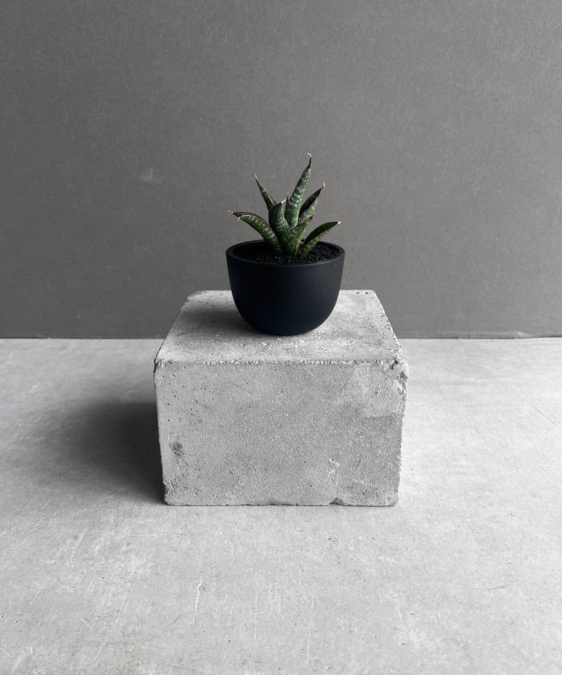 サンセベリア カミナリ 「Sansevieria KAMINARI “雷”」9D | SHOU