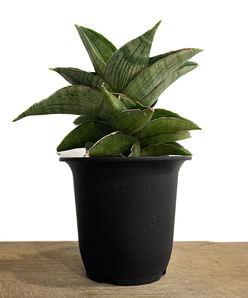 サンスベリア ハイブリッド ‘ウィーン’ サンスベリアハイブリッド'ウィーン' SANSEVIERIA NEW HYBRID